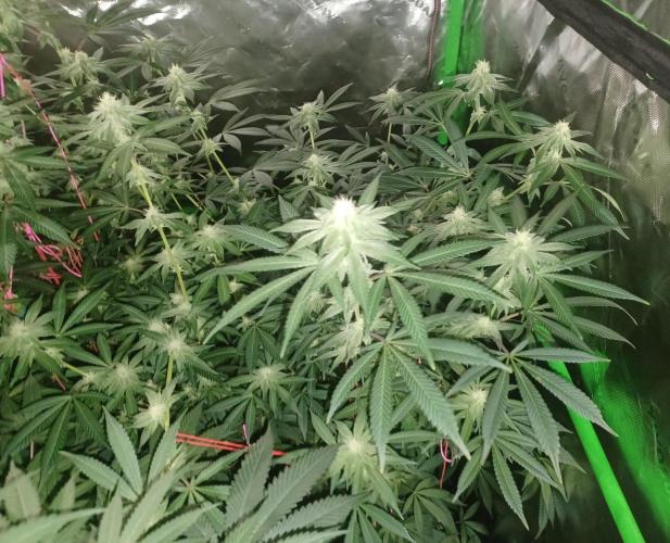 Send In The Clones. Week 10 - Day 64 - Glitter Bomb 2