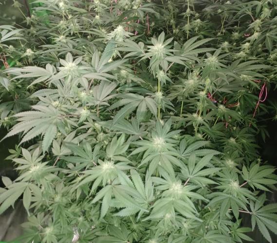 Send In The Clones. Week 10 - Day 64 - Grape Pie