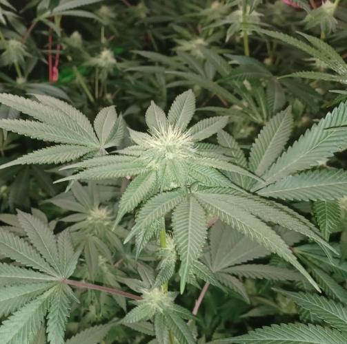 Send In The Clones. Week 10 - Day 64 - Grape Pie