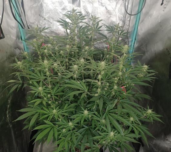 Spliff Cheese Please!. Week 11 - Day 76