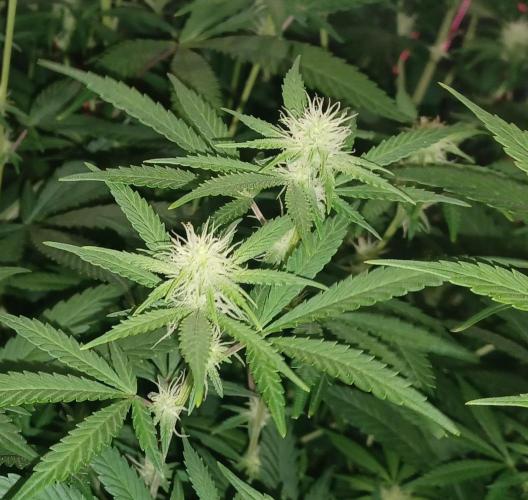 Spliff Cheese Please!. Week 11 - Day 76