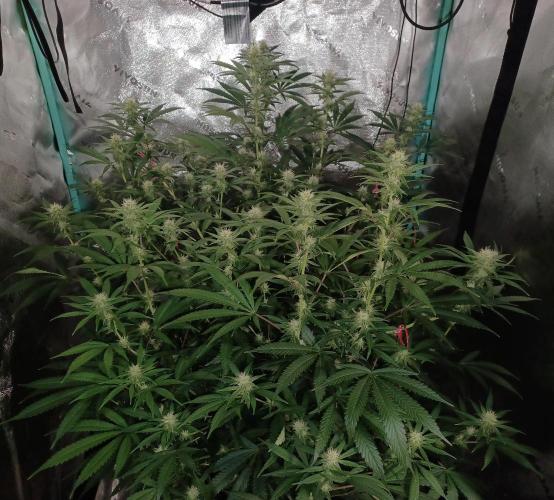 Spliff Cheese Please!. Week 12 - Day 79