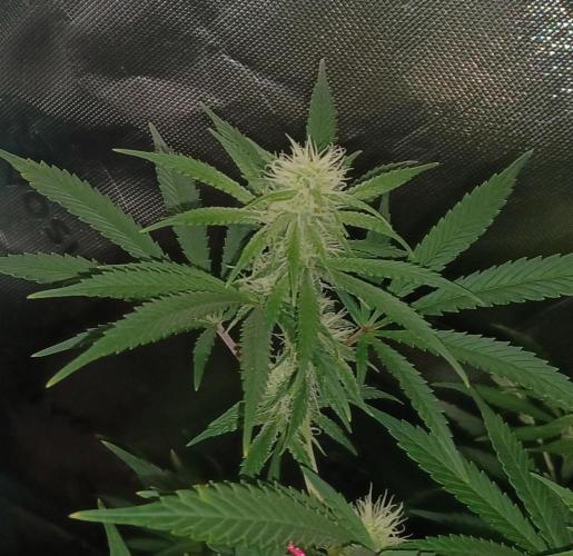 Spliff Cheese Please!. Week 12 - Day 79