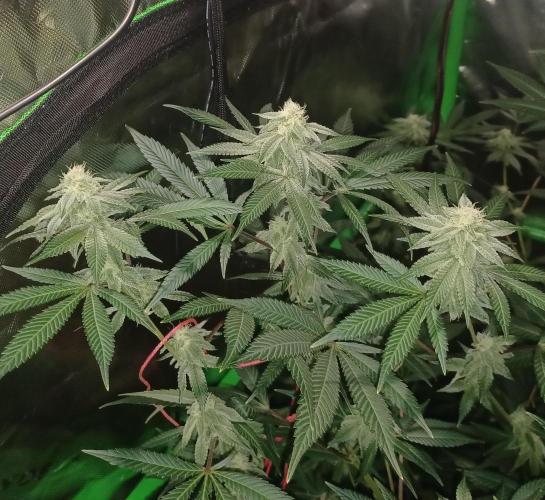 Send In The Clones. Week 11 - Day 71 - GB1