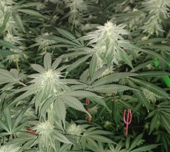 Send In The Clones. Week 11 - Day 71 - GB2