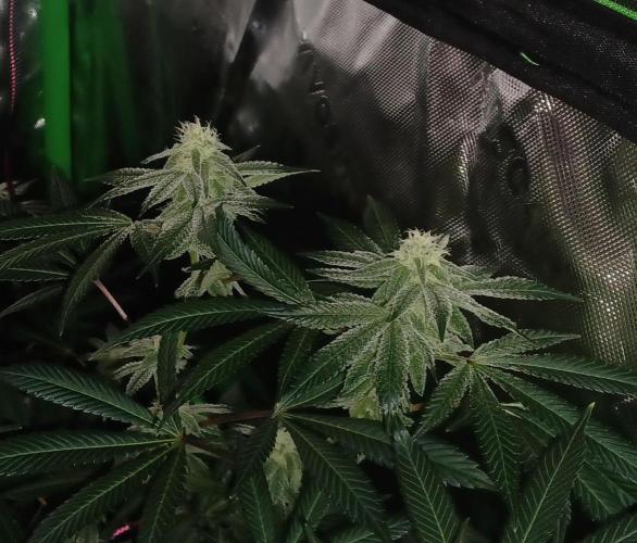 Send In The Clones. Week 11 - Day 71 - GB2