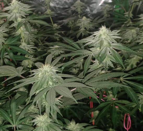 Send In The Clones. Week 11 - Day 71 - GB2