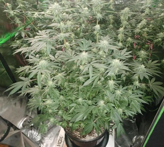 Send In The Clones. Week 11 - Day 71 - Grape Pie