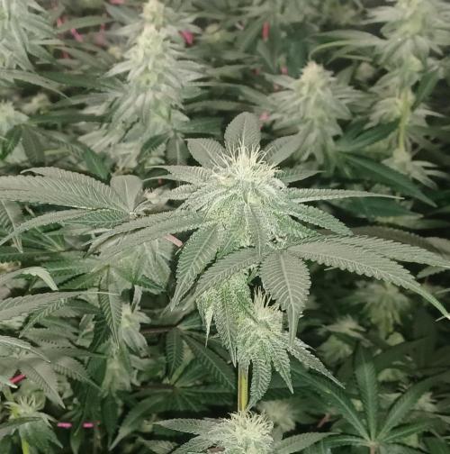 Send In The Clones. Week 11 - Day 71 - GP