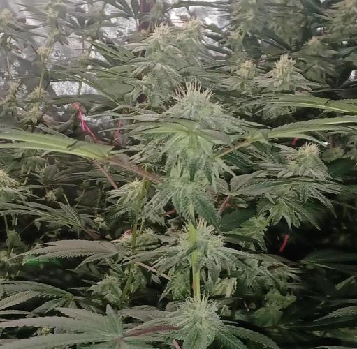 Send In The Clones. Week 11 - Day 71 - GP