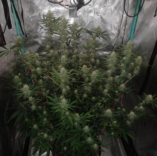 Spliff Cheese Please!. Week 13 - Day 87