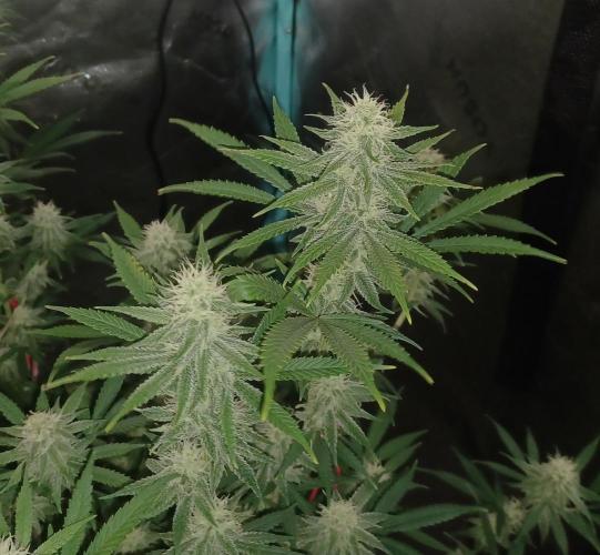 Spliff Cheese Please!. Week 13 - Day 87