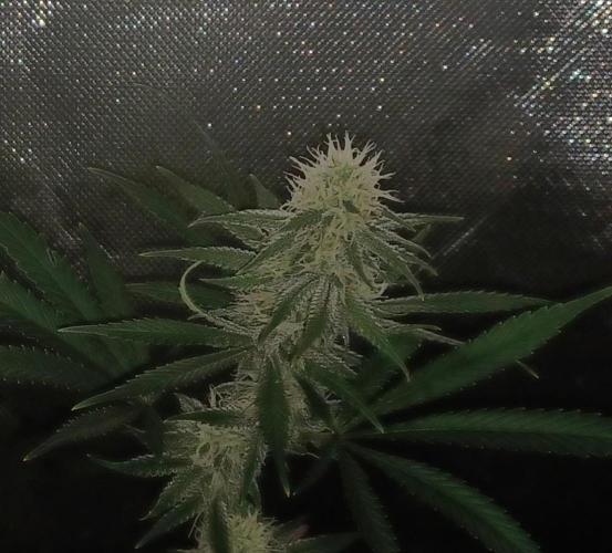 Spliff Cheese Please!. Week 13 - Day 87