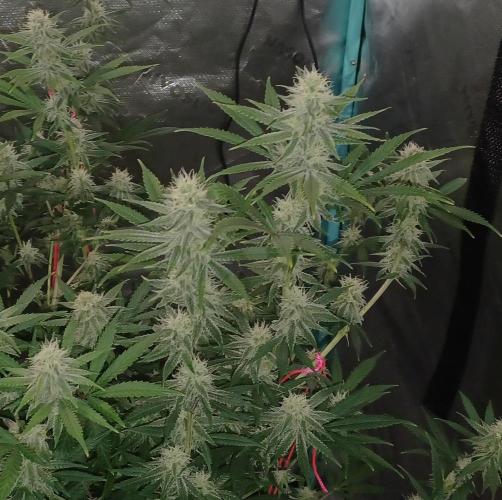 Spliff Cheese Please!. Week 13 - Day 87