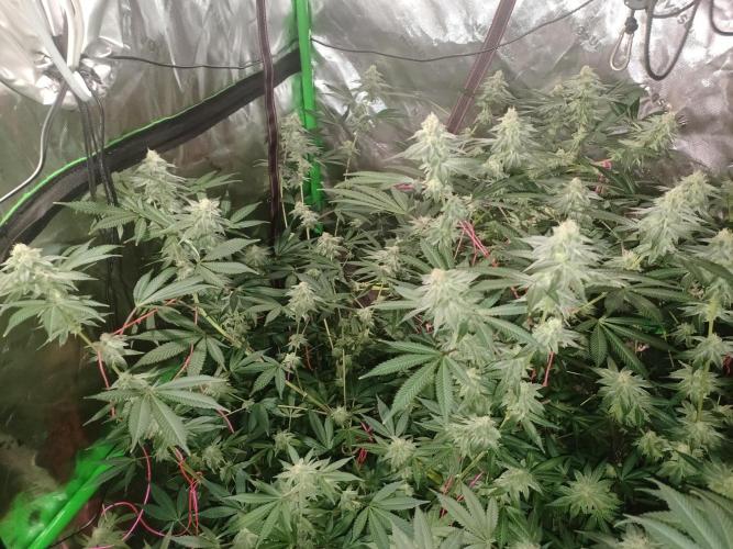 Send In The Clones. Week 12 - Day 78 - Glitter Bomb 1