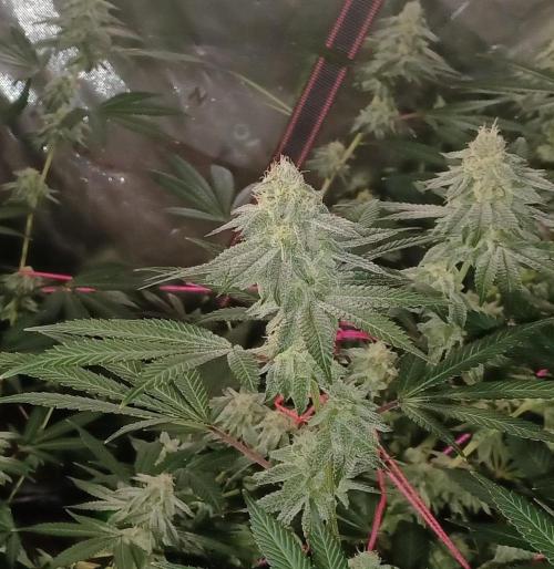 Send In The Clones. Week 12 - Day 78 - GB1