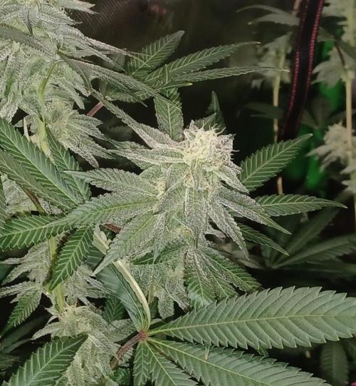 Send In The Clones. Week 12 - Day 78 - GB1