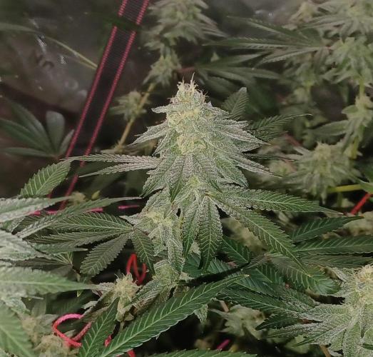 Send In The Clones. Week 12 - Day 78 - GB1