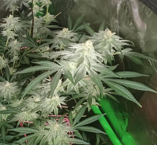 Send In The Clones. Week 12 - Day 78 - GB2