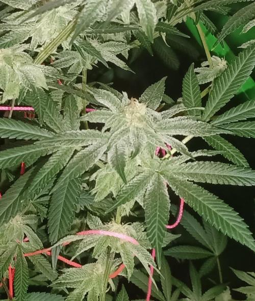 Send In The Clones. Week 12 - Day 78 - GB2