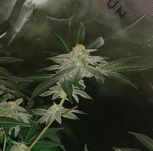 Send In The Clones. Week 12 - Day 78 - GB2