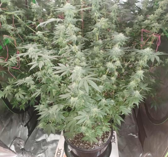 Send In The Clones. Week 12 - Day 78 - Grape Pie