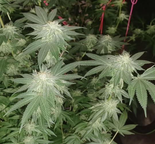 Send In The Clones. Week 12 - Day 78 - GP