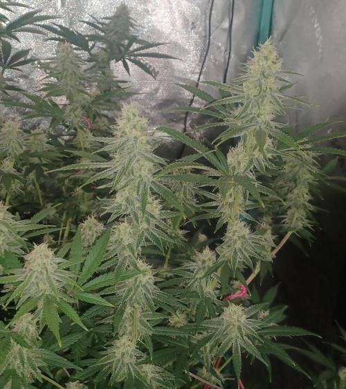 Spliff Cheese Please!. Week 14 - Day 93