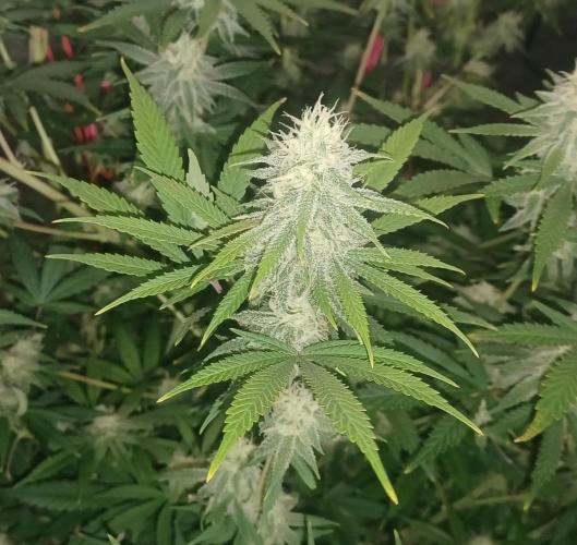 Spliff Cheese Please!. Week 14 - Day 93