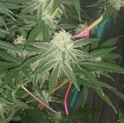 Spliff Cheese Please!. Week 14 - Day 93