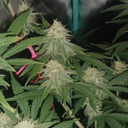 Spliff Cheese Please!. Week 14 - Day 93