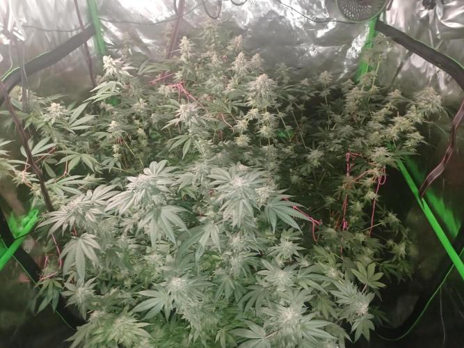 Send In The Clones. Week 13 - Group Shot