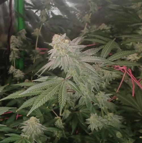 Send In The Clones. Week 13 - Day 86 - GB1