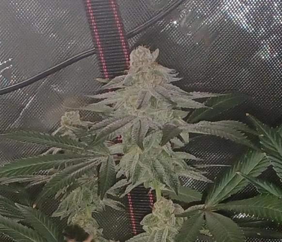 Send In The Clones. Week 13 - Day 86 - GB1