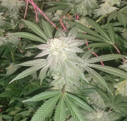 Send In The Clones. Week 13 - Day 86 - GB1