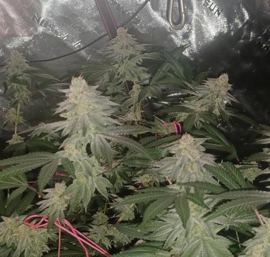 Send In The Clones. Week 13 - Day 86 - GB1