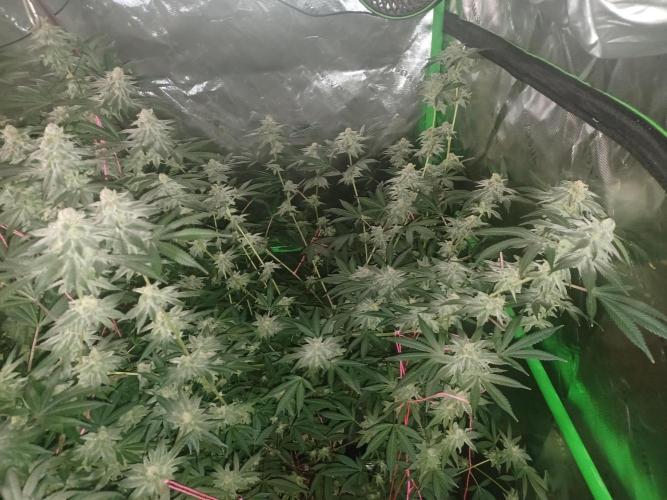 Send In The Clones. Week 13 - Day 86 - Glitter Bomb 2