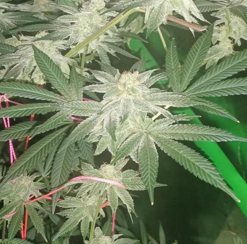 Send In The Clones. Week 13 - Day 86 - GB2