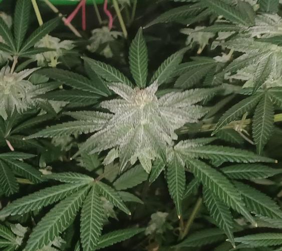 Send In The Clones. Week 13 - Day 86 - GB2