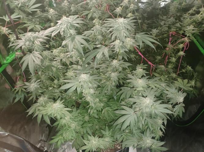 Send In The Clones. Week 13 - Day 86 - Grape Pie