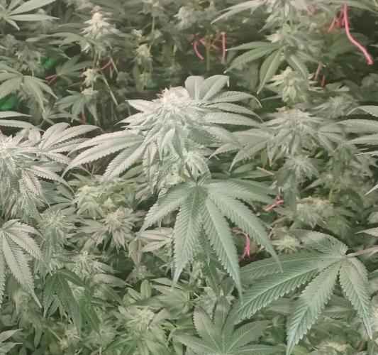 Send In The Clones. Week 13 - Day 86 - GP