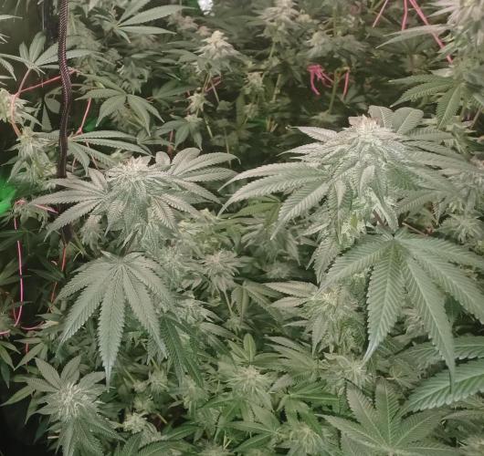 Send In The Clones. Week 13 - Day 86 - GP