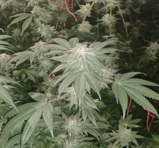 Send In The Clones. Week 13 - Day 86 - GP