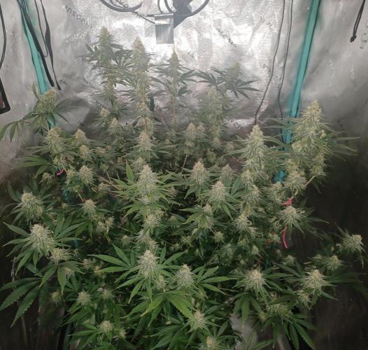 Spliff Cheese Please!. Week 15 - Day 99