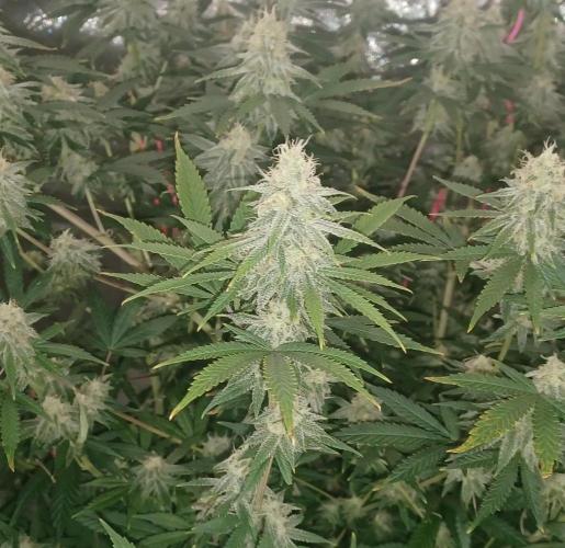 Spliff Cheese Please!. Week 15 - Day 99