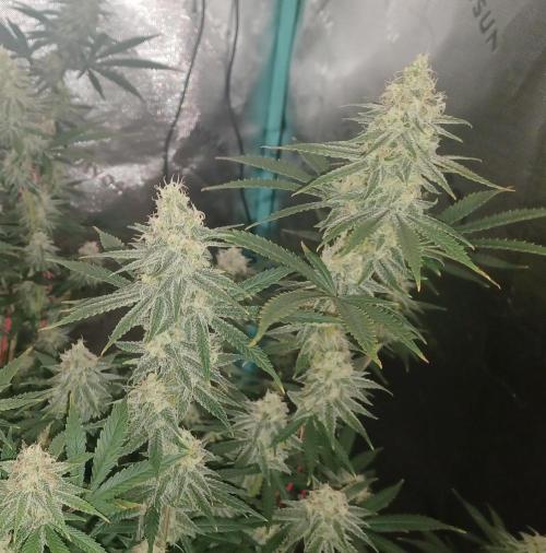 Spliff Cheese Please!. Week 15 - Day 99