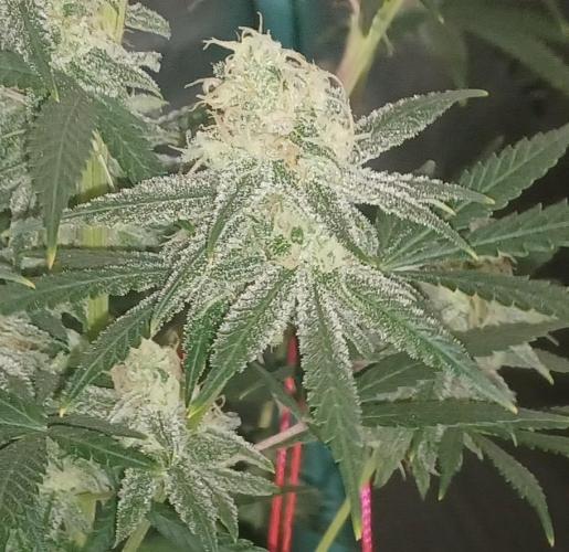 Spliff Cheese Please!. Week 15 - Day 99