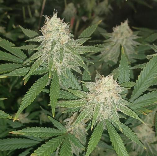 Spliff Cheese Please!. Week 15 - Day 99