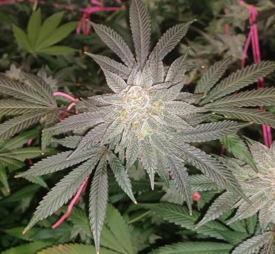 Send In The Clones. Week 14 - Day 94 - Glitter Bomb 1