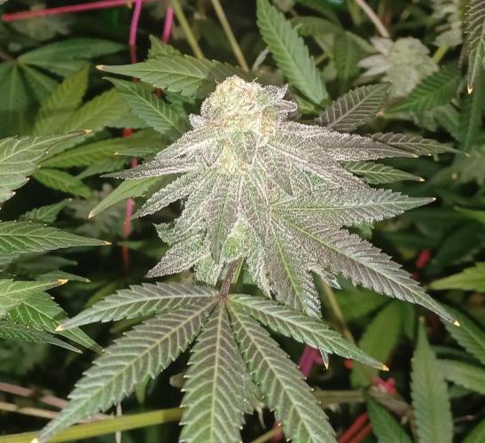 Send In The Clones. Week 14 - Day 94 - GB1